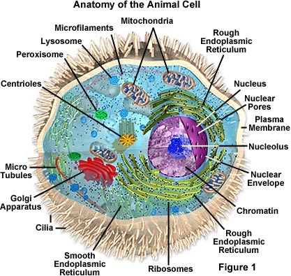 bagian sel
